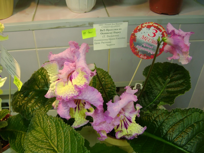 DSC00911.JPG