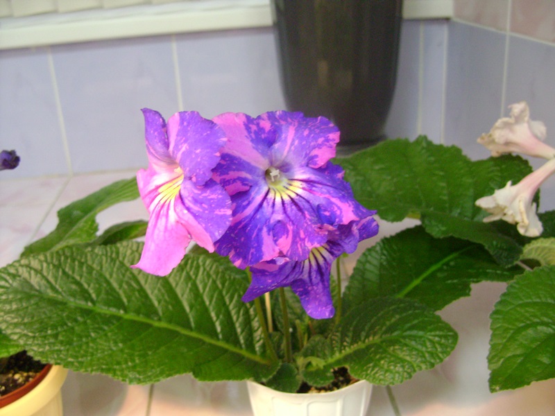 DSC00912.JPG