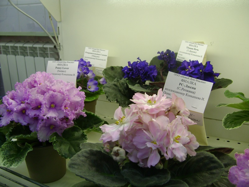 DSC00919.JPG