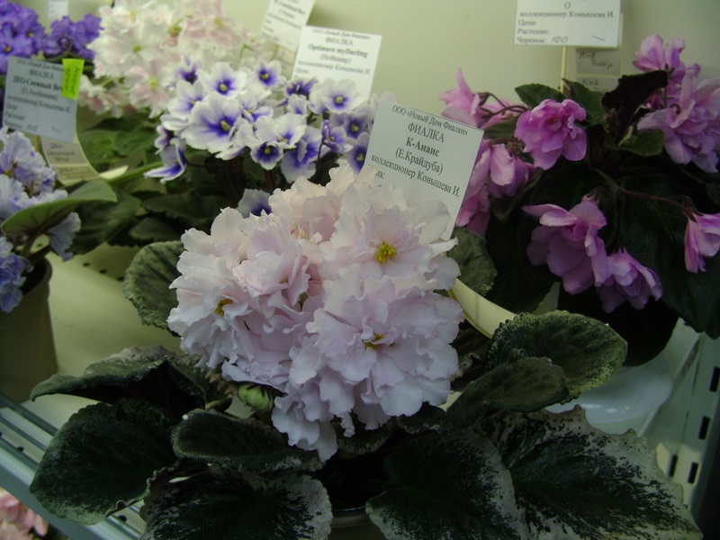 DSC00918.JPG