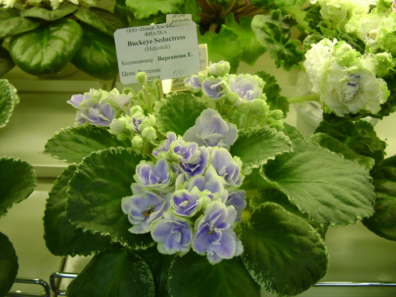 DSC00928.JPG