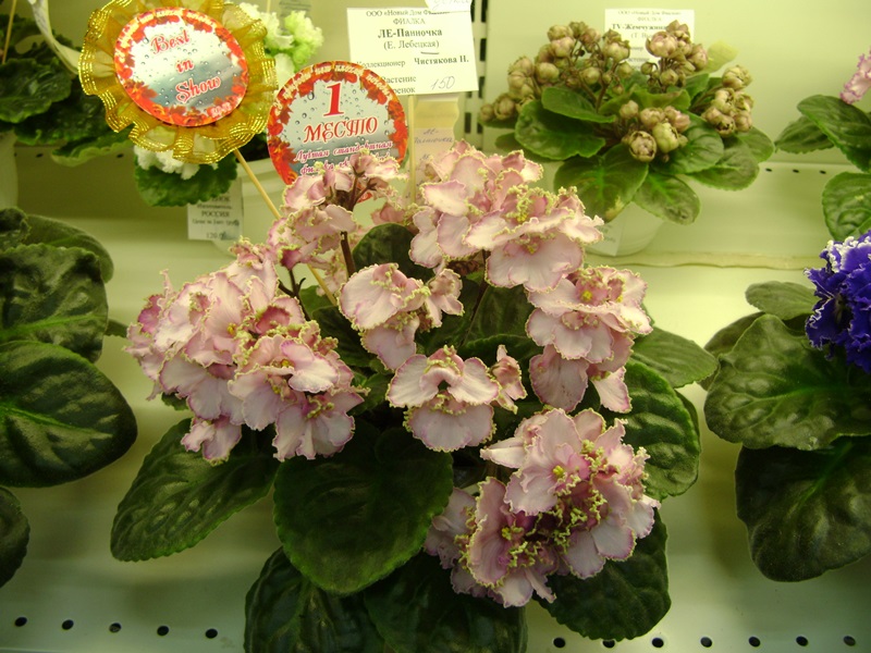 DSC00925.JPG