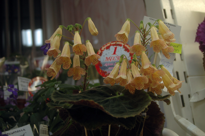 Vivian's-Gift-Морозова.jpg