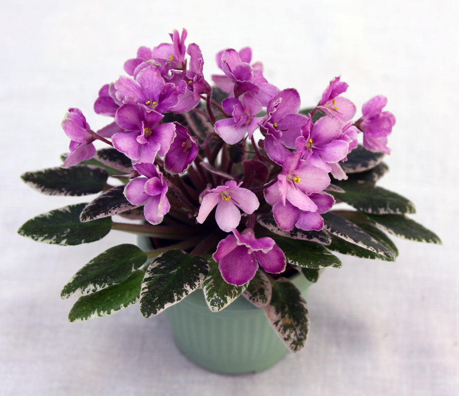2 место – Hortense's Country Rose (H. Pittman), кол. Е. Морозова