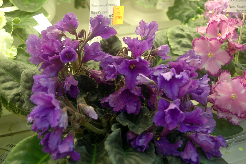 Senk’s-Big-Bells-Патянина.jpg
