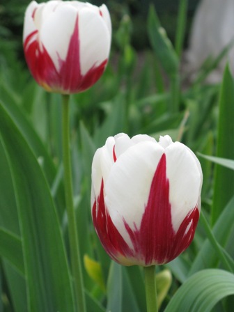 IMG_4878.JPG