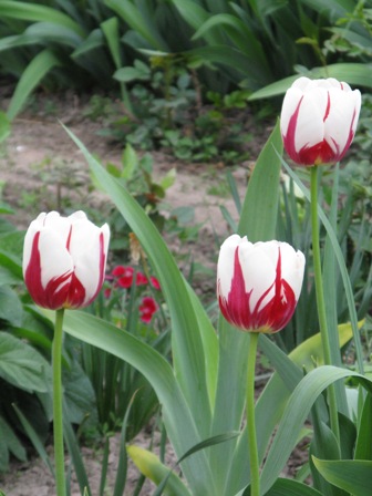 IMG_4884.JPG