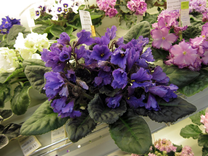 Senk's-Big-Bells.jpg