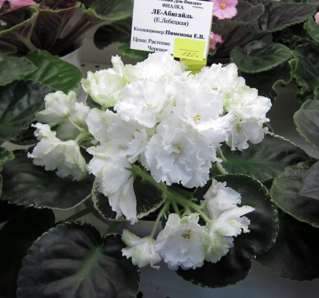 ЛЕ-Абигайль-(Пименова).jpg