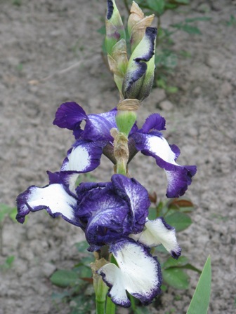 IMG_5067_1.JPG