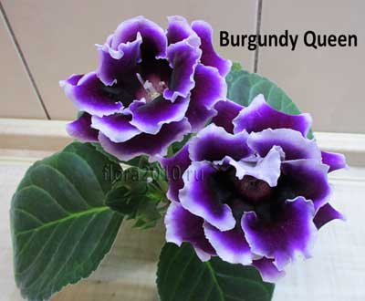 Burgundy-Queen-400.jpg