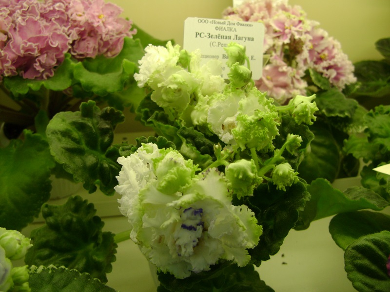 DSC00929.JPG