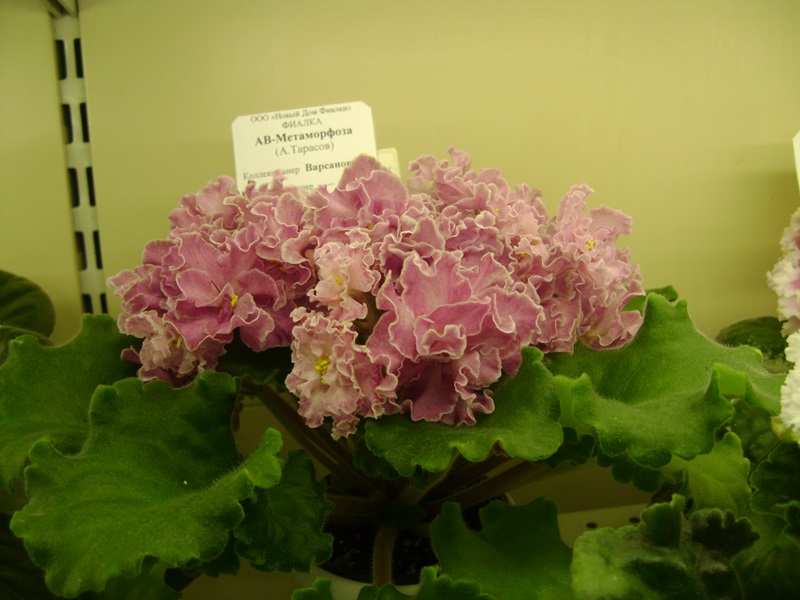 DSC00930.JPG