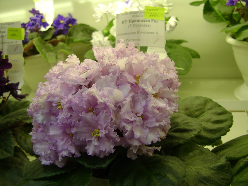 DSC00937.JPG