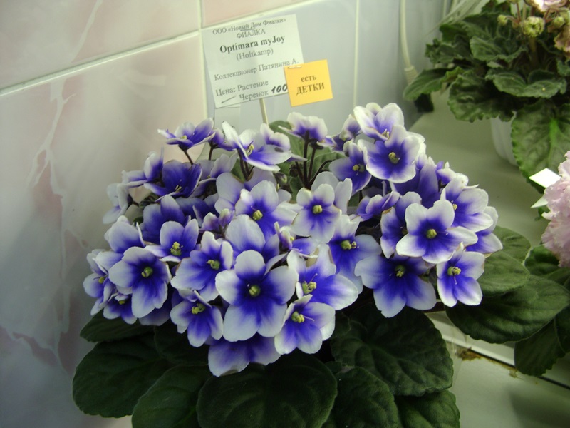 DSC00945.JPG