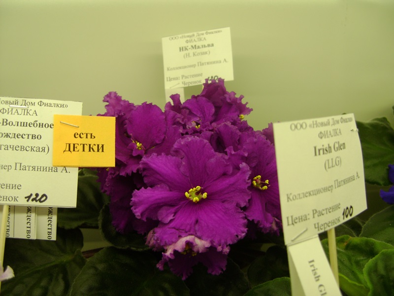 DSC00947.JPG