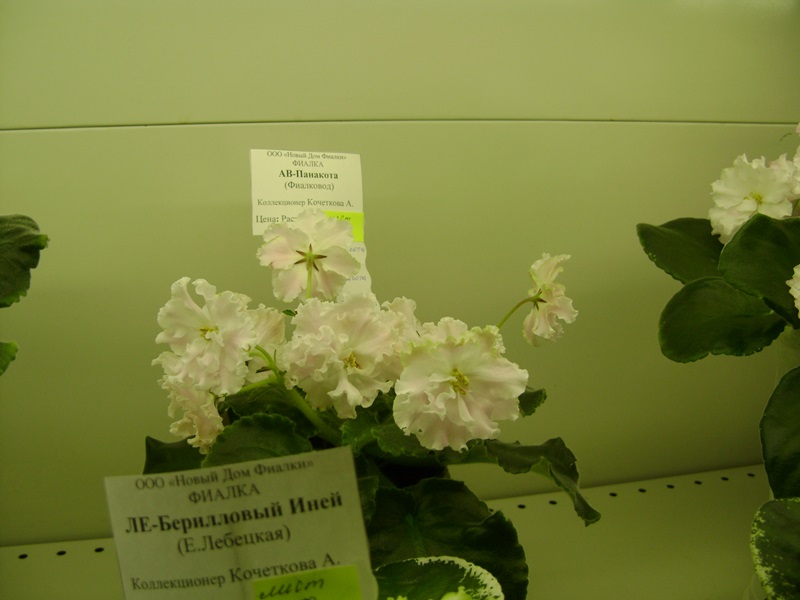 DSC00952.JPG