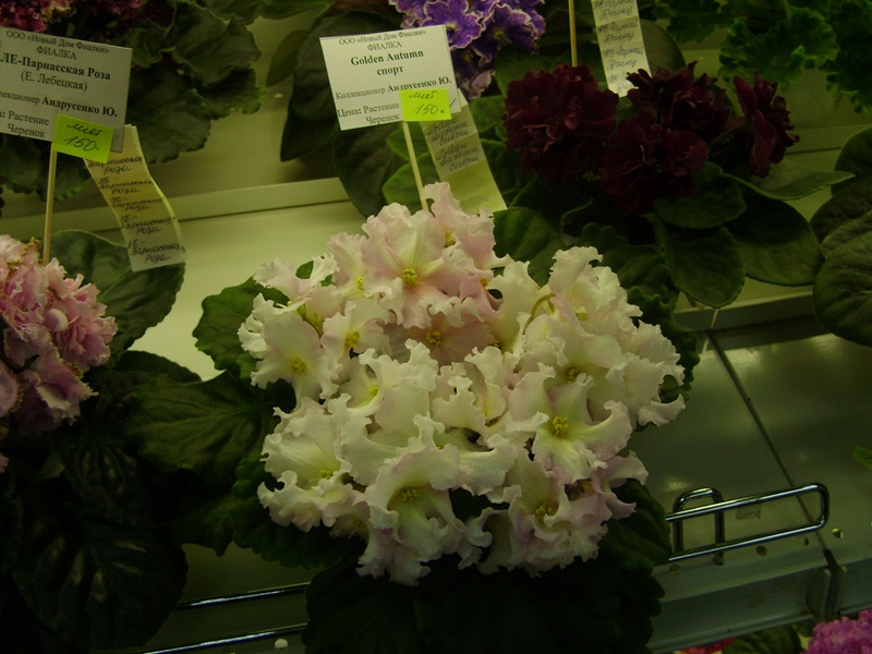 DSC00978.JPG