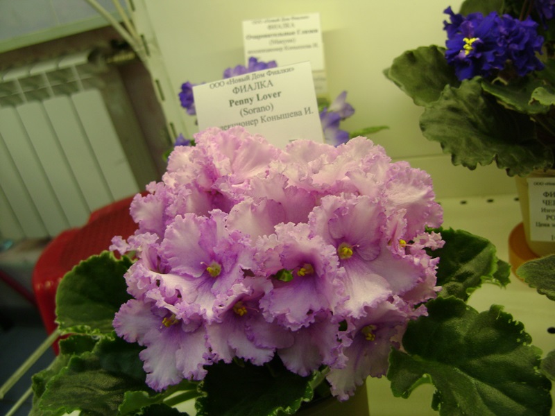 DSC00982.JPG
