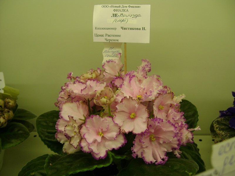 DSC00999.JPG