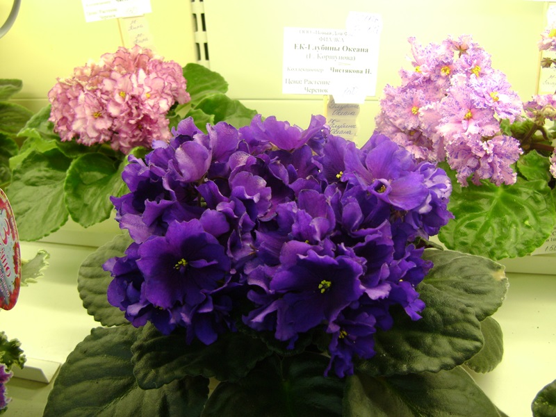 DSC01000.JPG