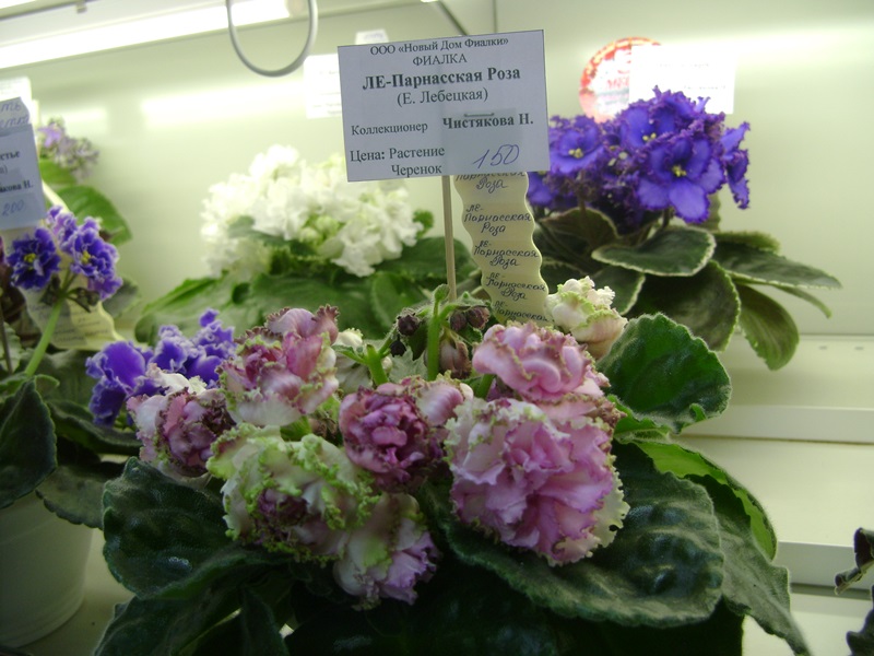 DSC01001.JPG