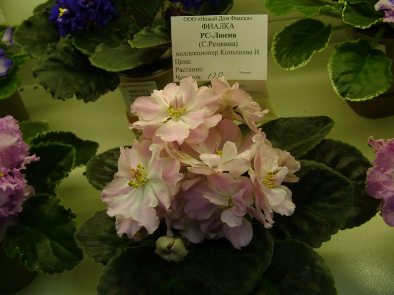 DSC01005.JPG