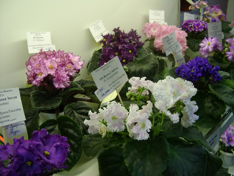 DSC01007.JPG