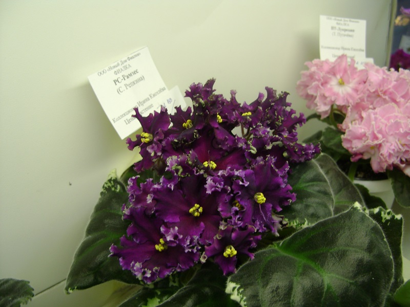 DSC01009.JPG