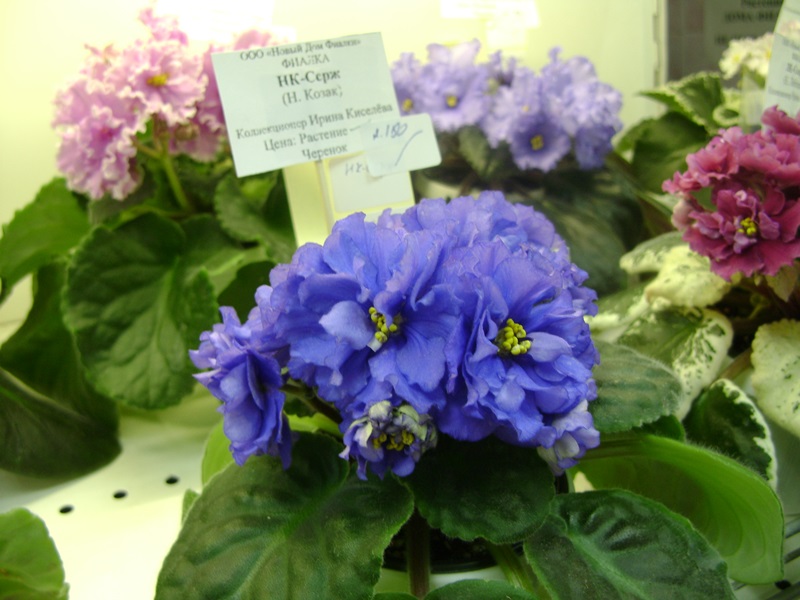 DSC01010.JPG