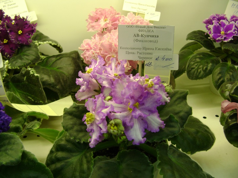 DSC01012.JPG