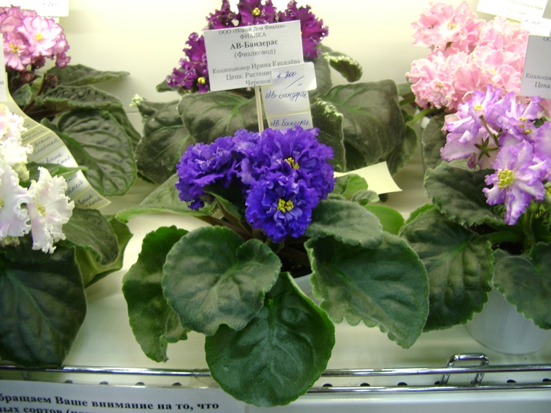 DSC01013.JPG