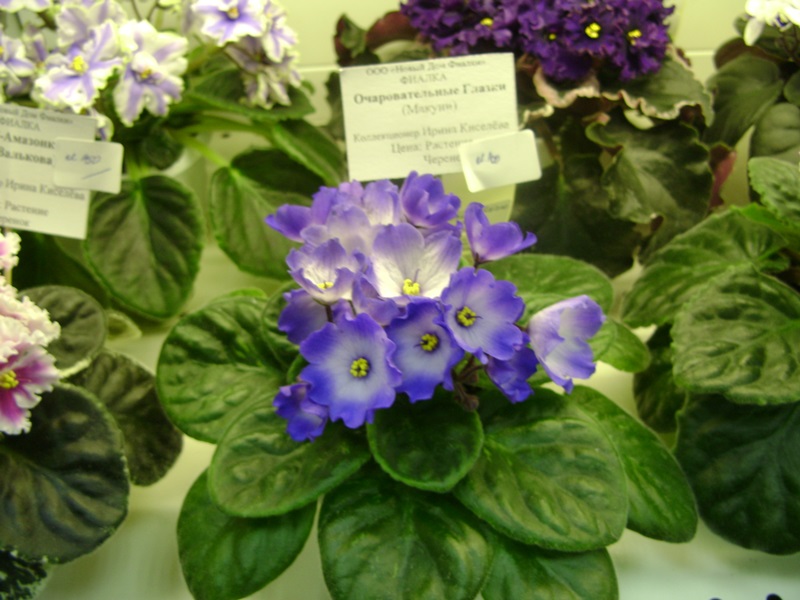DSC01014.JPG