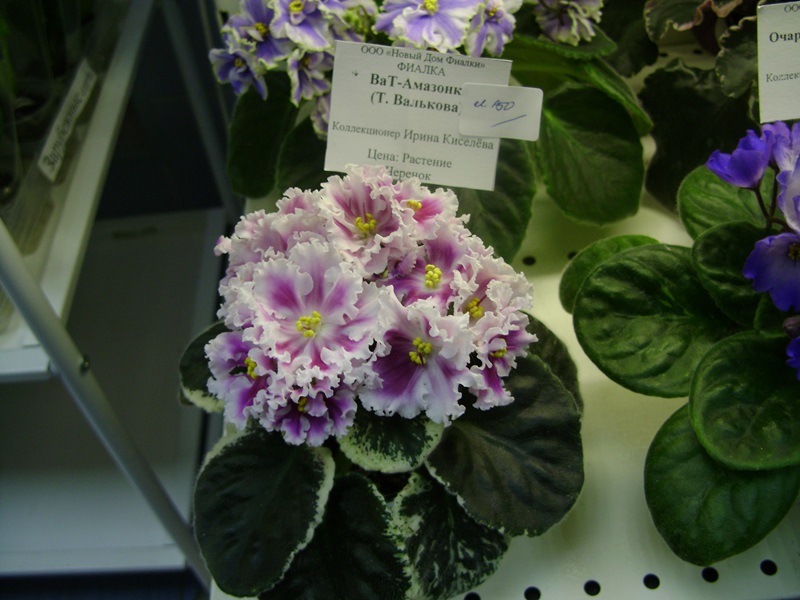 DSC01015.JPG