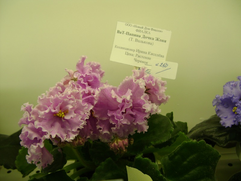 DSC01017.JPG