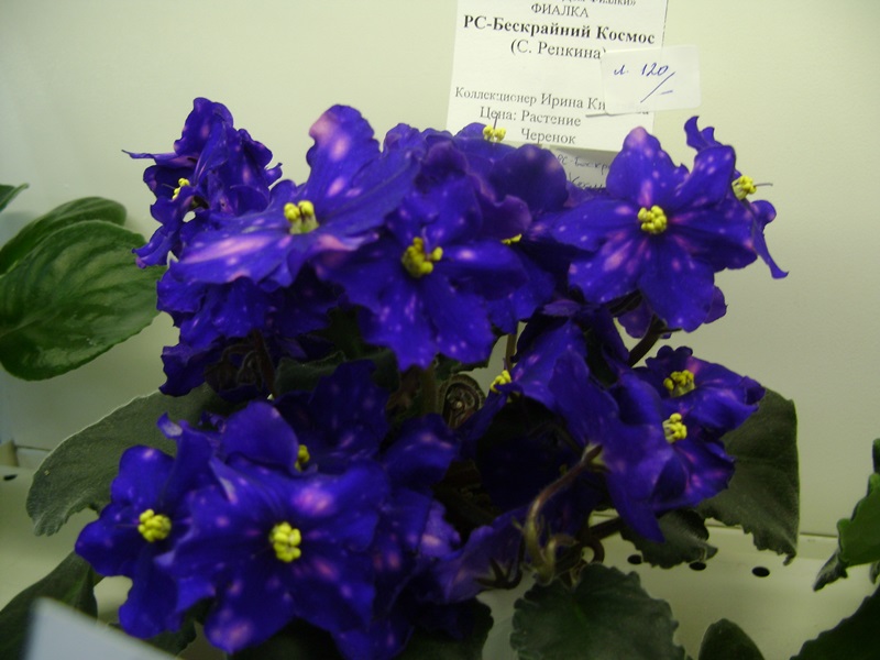 DSC01018.JPG