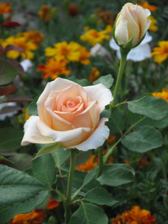 IMG_7387.JPG