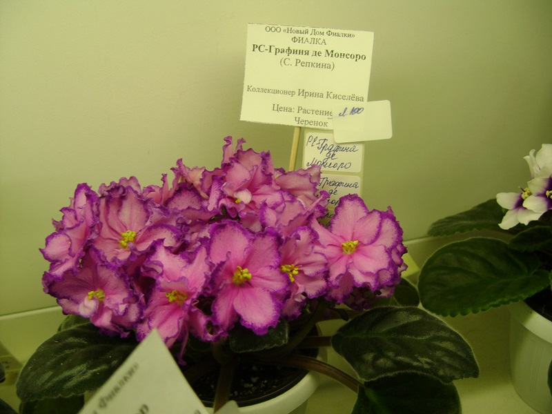 DSC01020.JPG