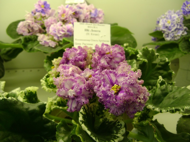 DSC01021.JPG