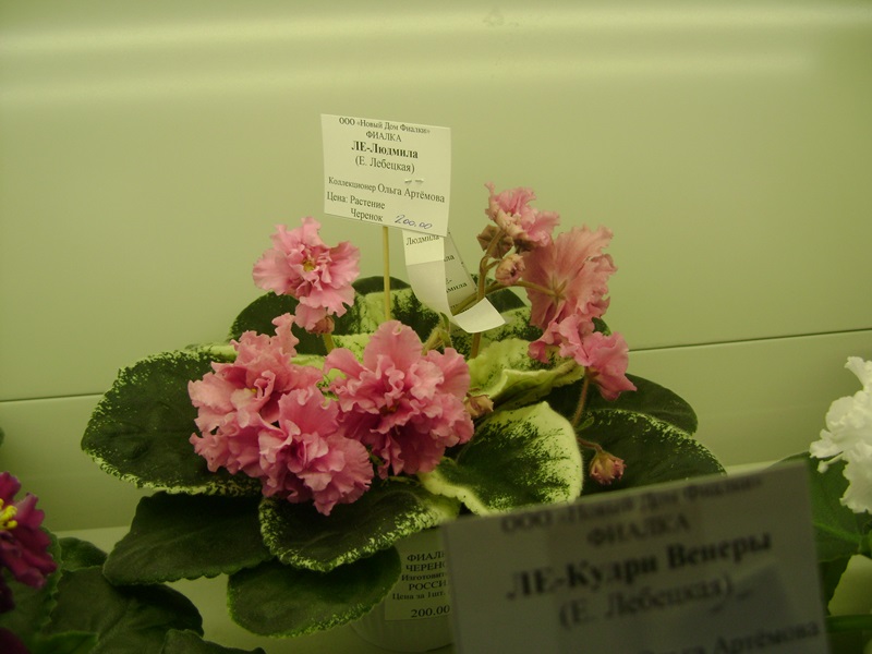 DSC01024.JPG