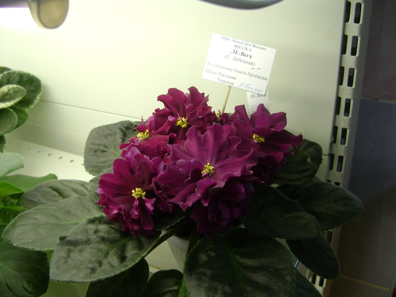 DSC01025.JPG