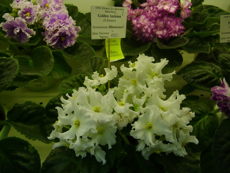 DSC01028.JPG