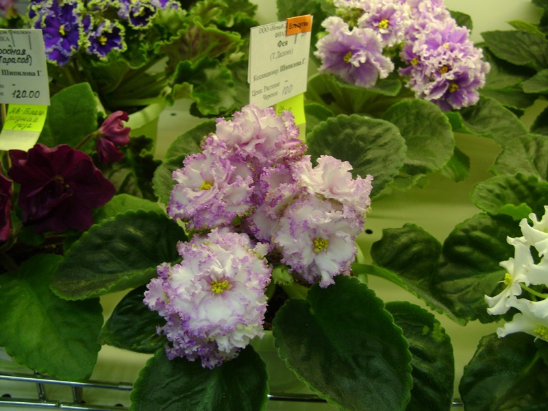 DSC01029.JPG