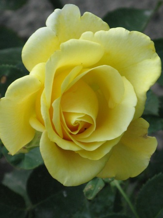 IMG_7384.JPG
