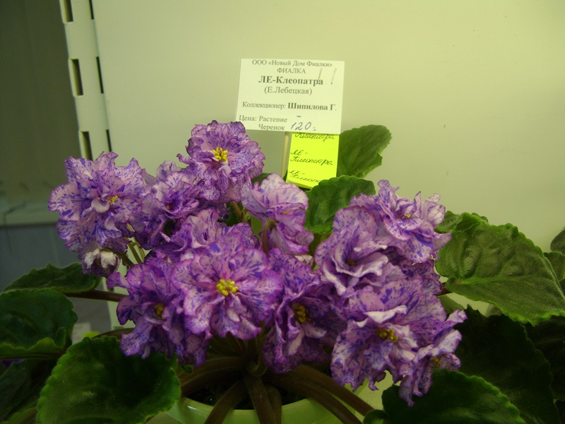 DSC01032.JPG
