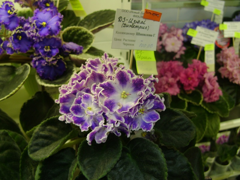 DSC01034.JPG