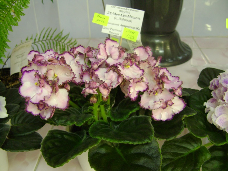 DSC01039.JPG