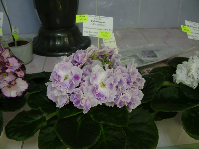 DSC01040.JPG
