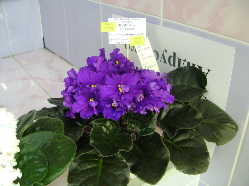 DSC01041.JPG