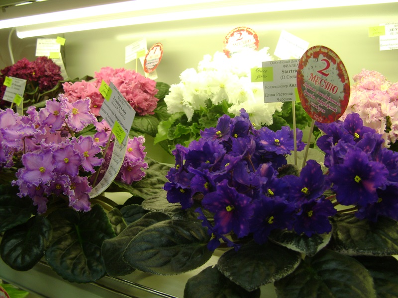 DSC01044.JPG
